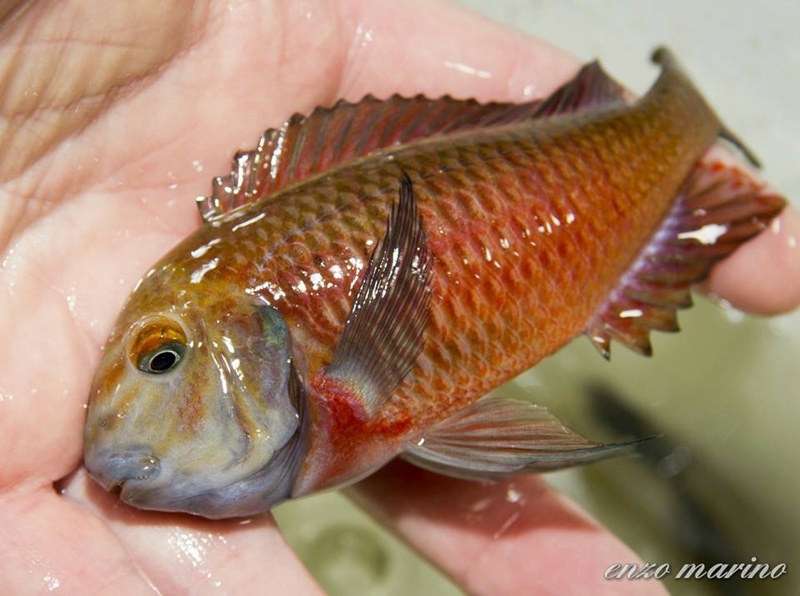 Tropheus sp. 'red' Lunangwa South